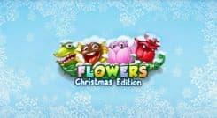 flowers_christmas_edition_image